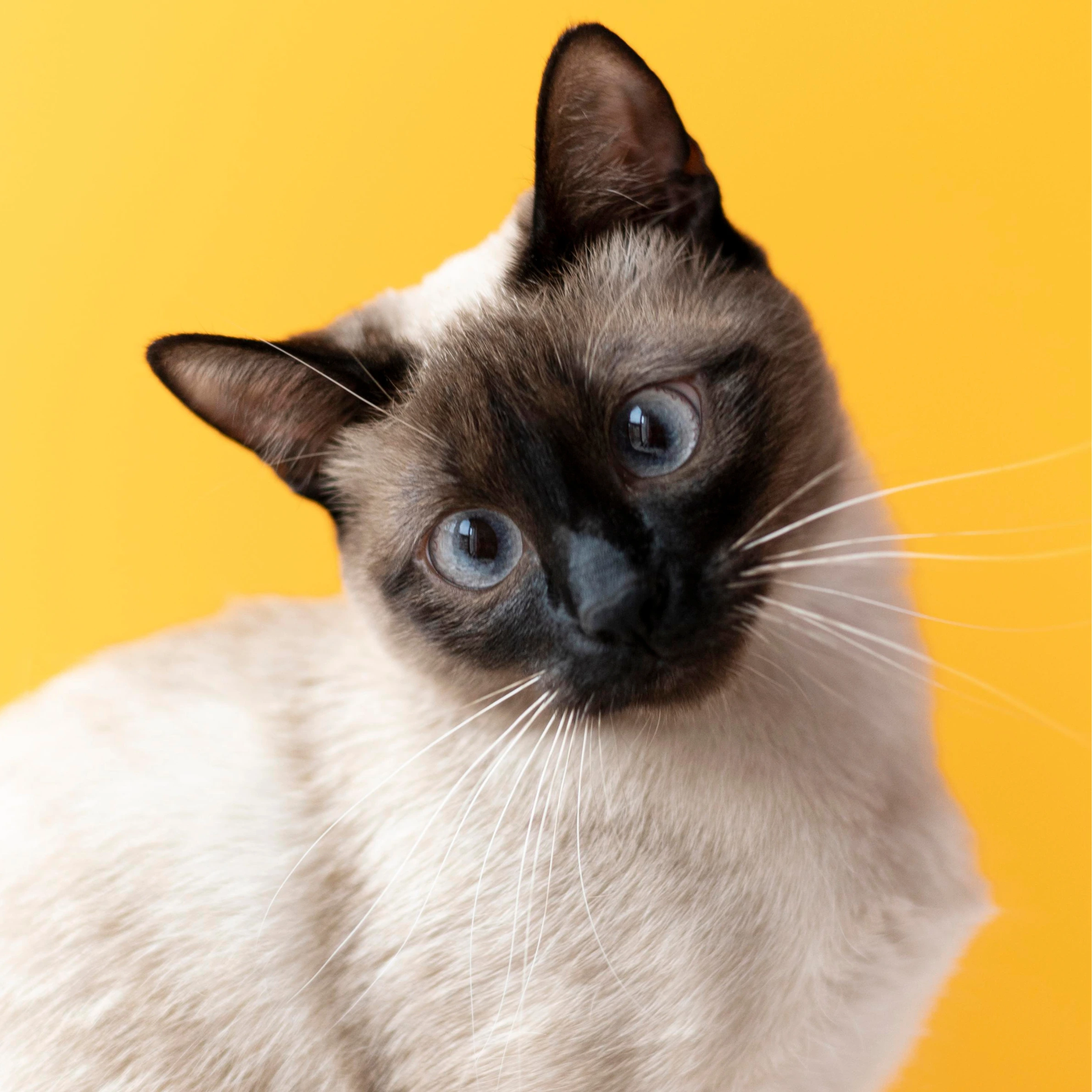 siamese cat yellow background