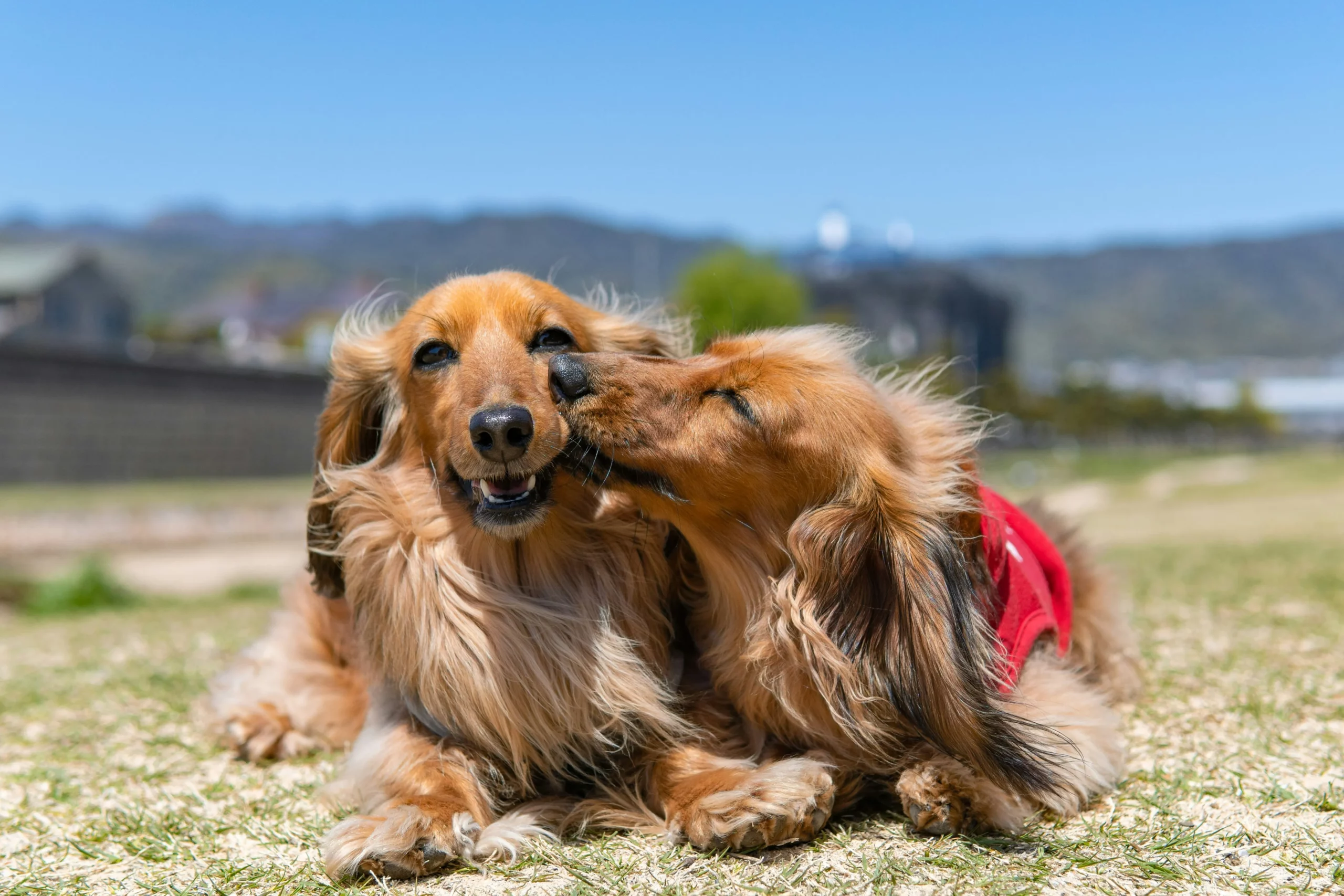 Two Dachshunds on a walk