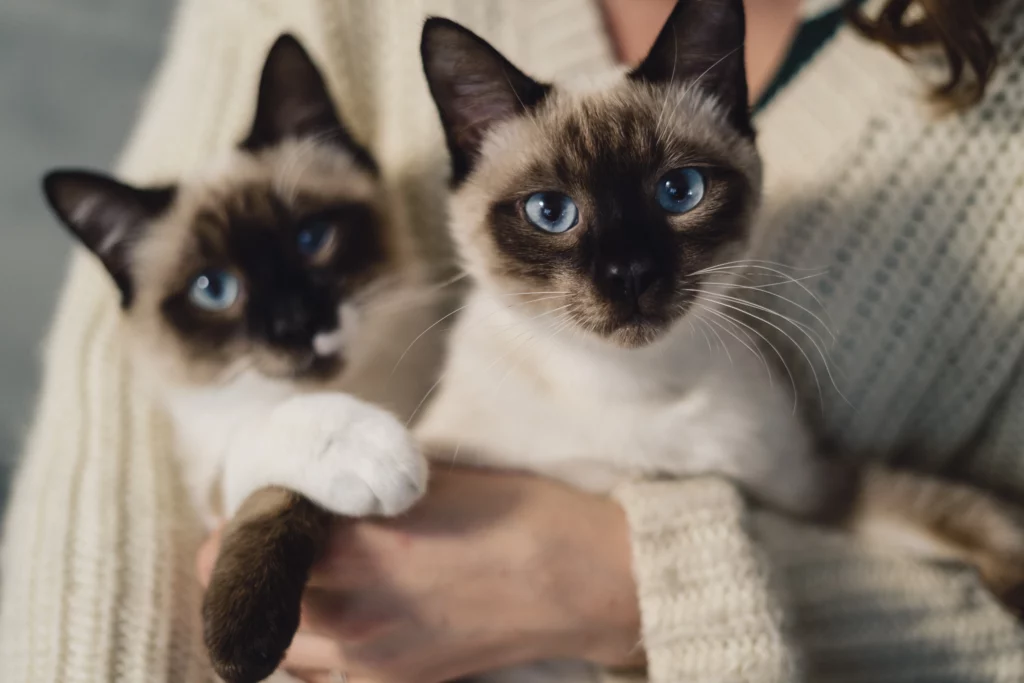 two siamese kittens