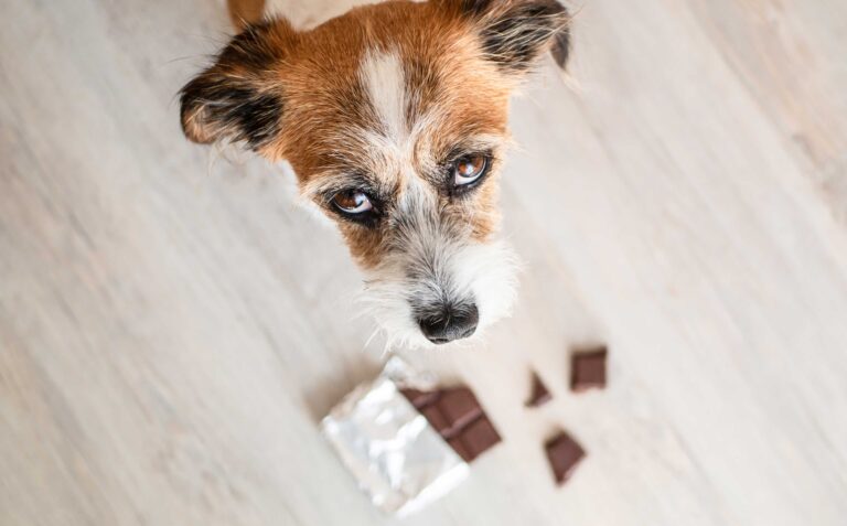 What To Do If Your Pet Has Chocolate Poisoning
