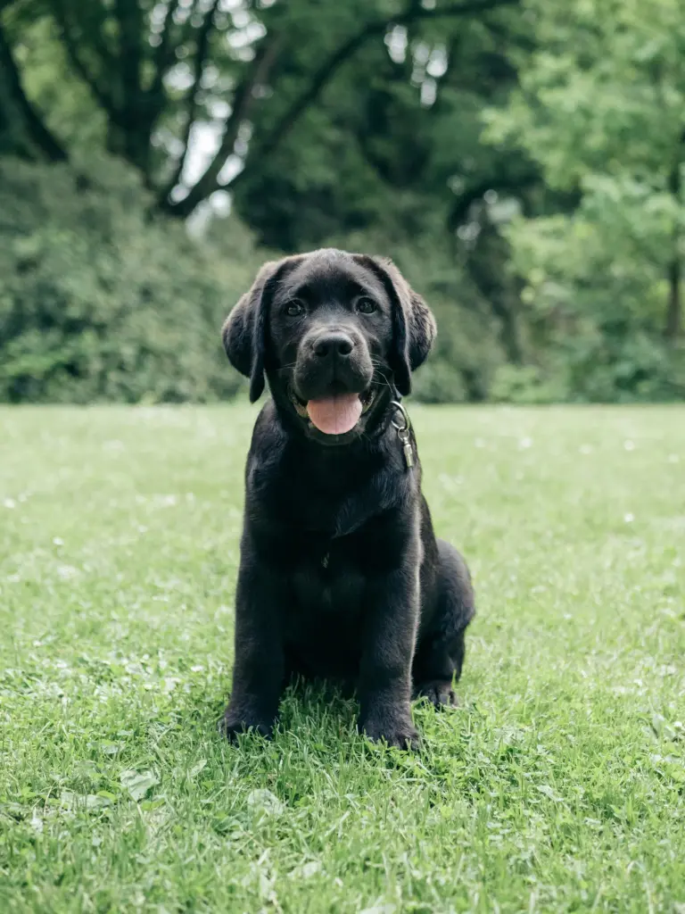 Black Labrador