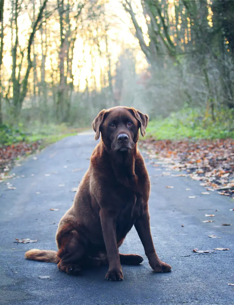Brown Labrador
