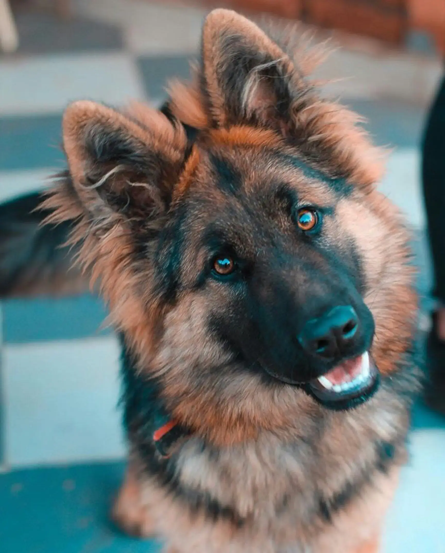 Fluffy German Shepherd