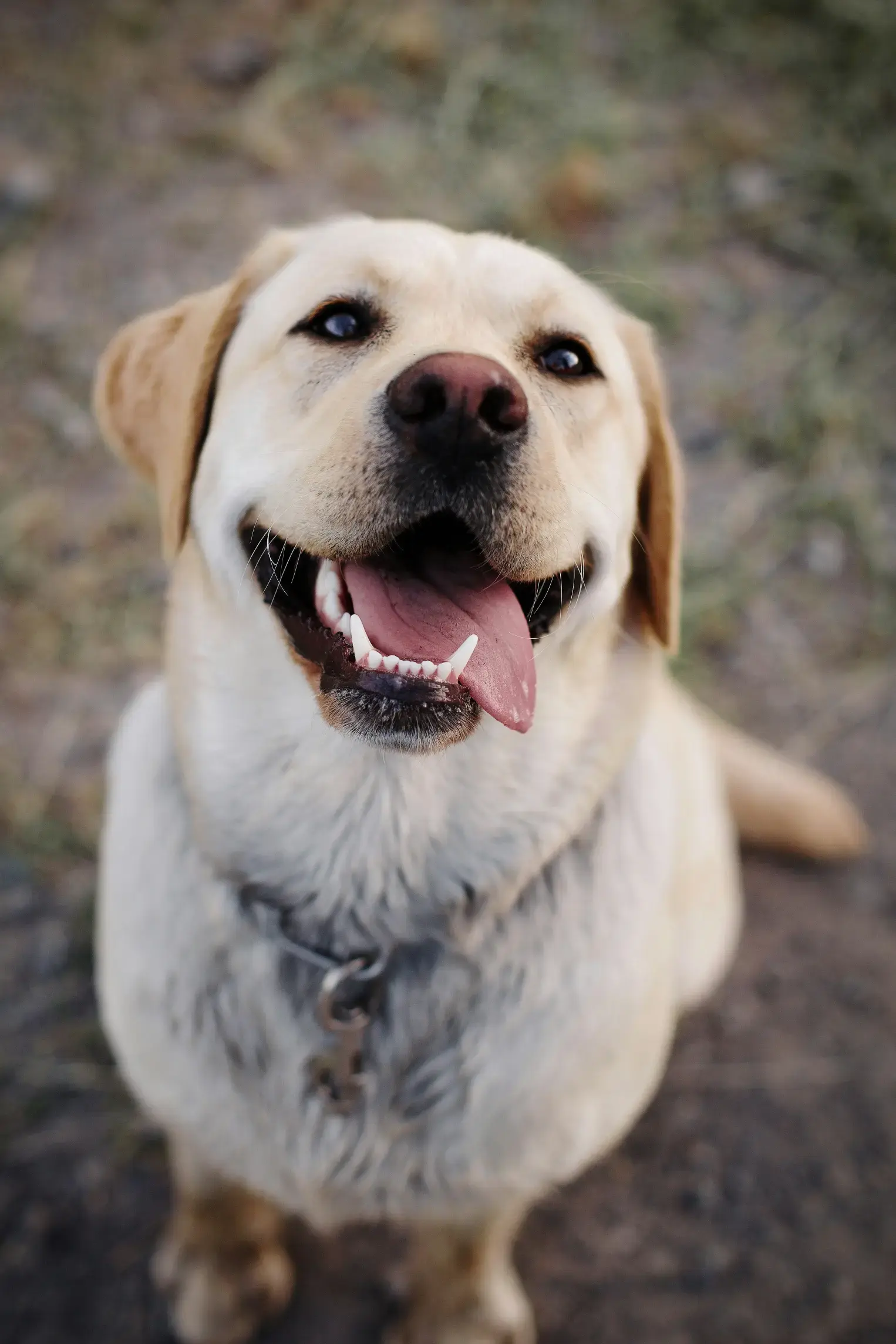 Labrador with mouth open