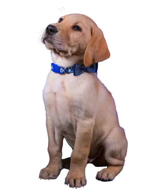 Labrador Puppy