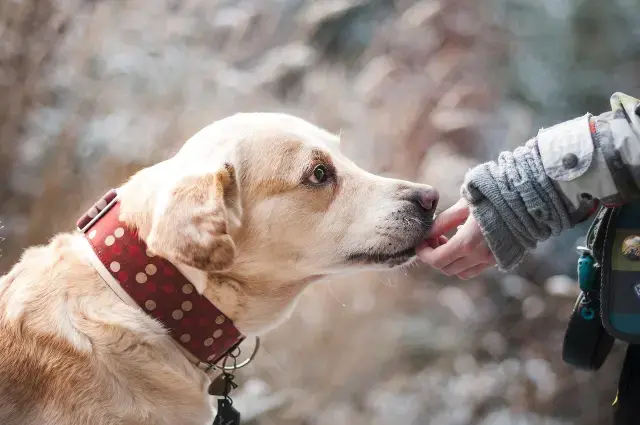 Someone stroking a Labrador