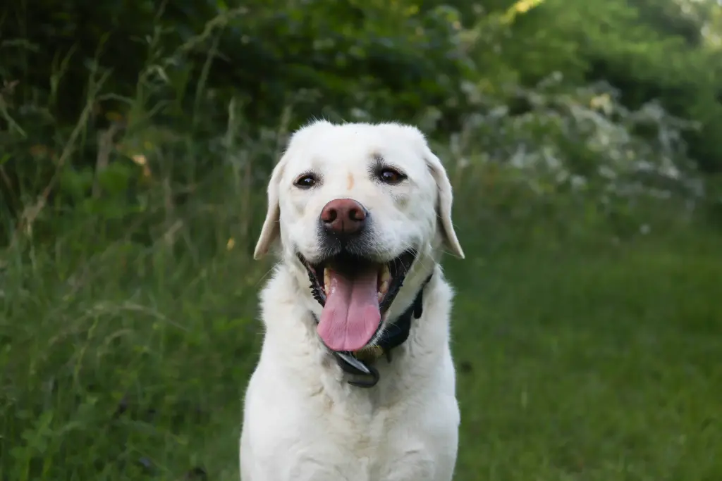 White Labrador