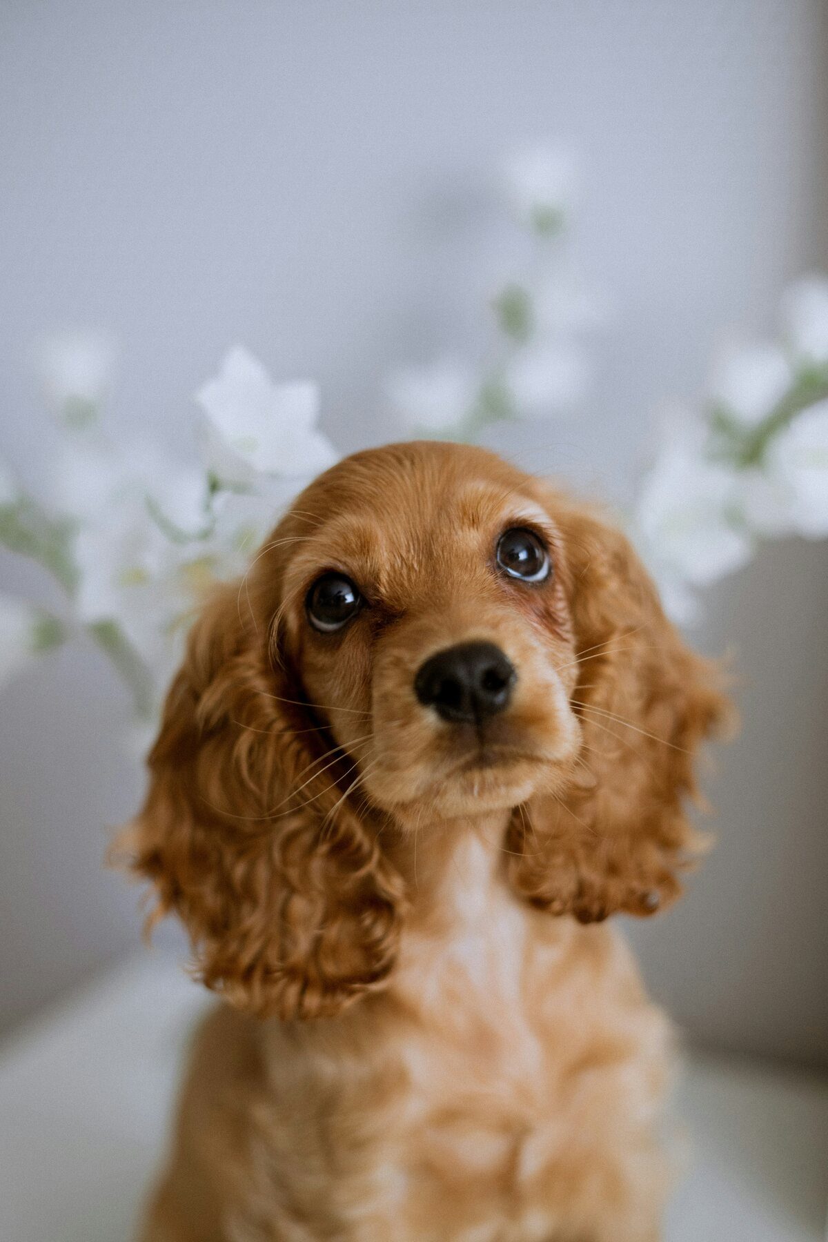 cocker spaniel puppy looking up at the camera