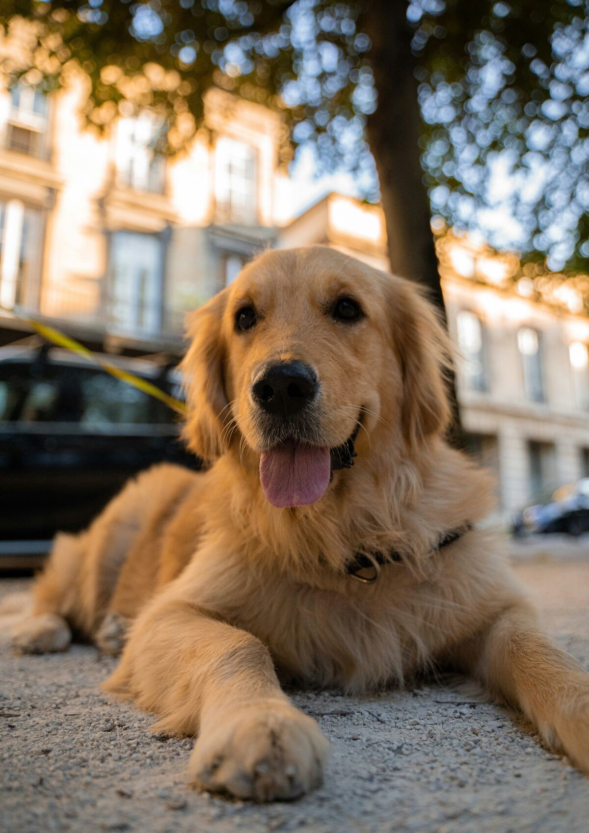 pet insurance - golden retriever puppy lying on ground in street