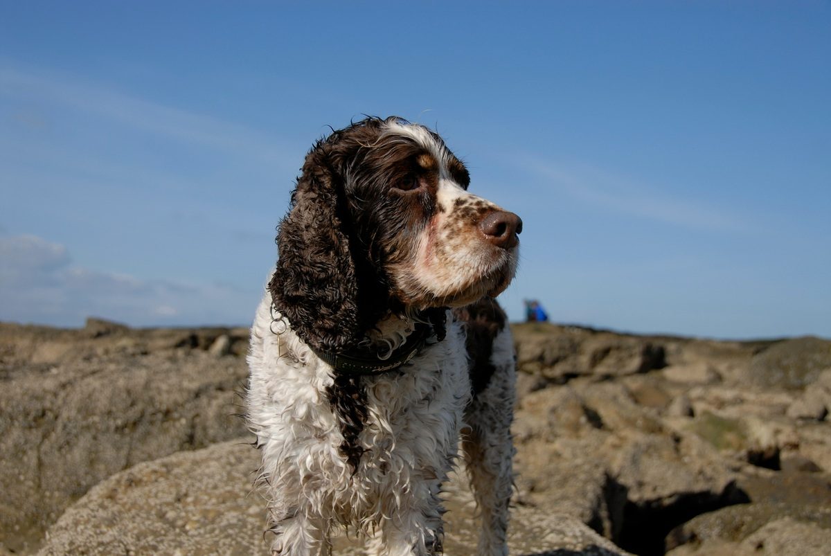 pet insurance - english springer spaniel stood on rocks