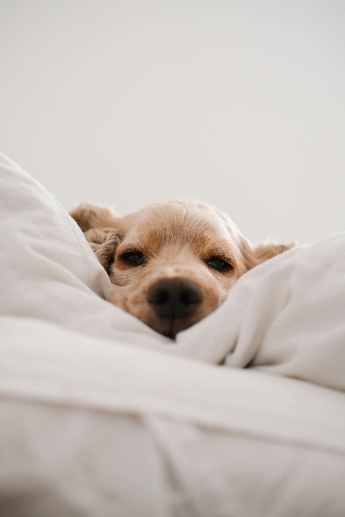 cocker spaniel with its head buried in bed covers