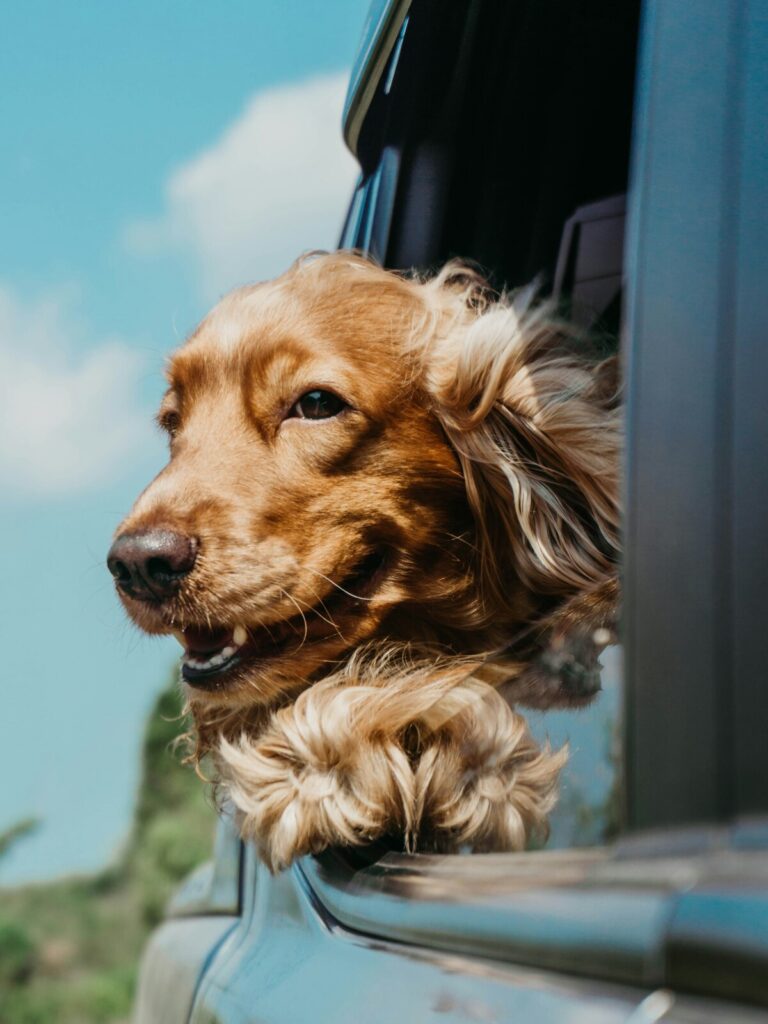 cocker spaniel with its head poking out the window of a car