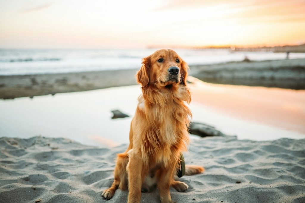 pet insurance - golden retriever sat on beach