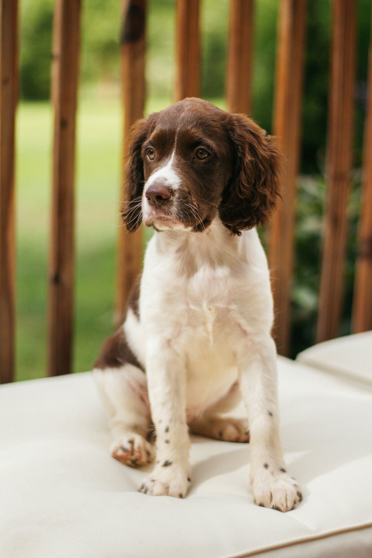 pet insurance - english springer spanel puppy sat on a white cushion