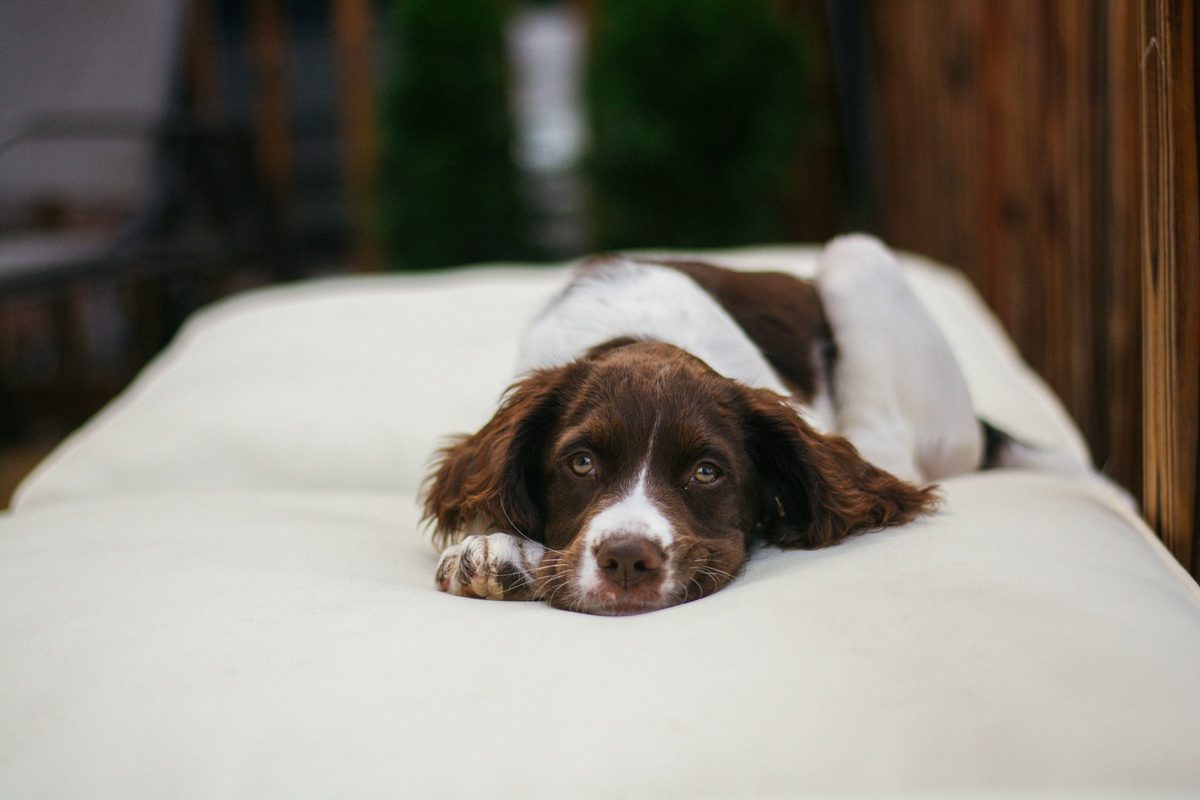 pet insurance - english springer spaniel lying on a bed