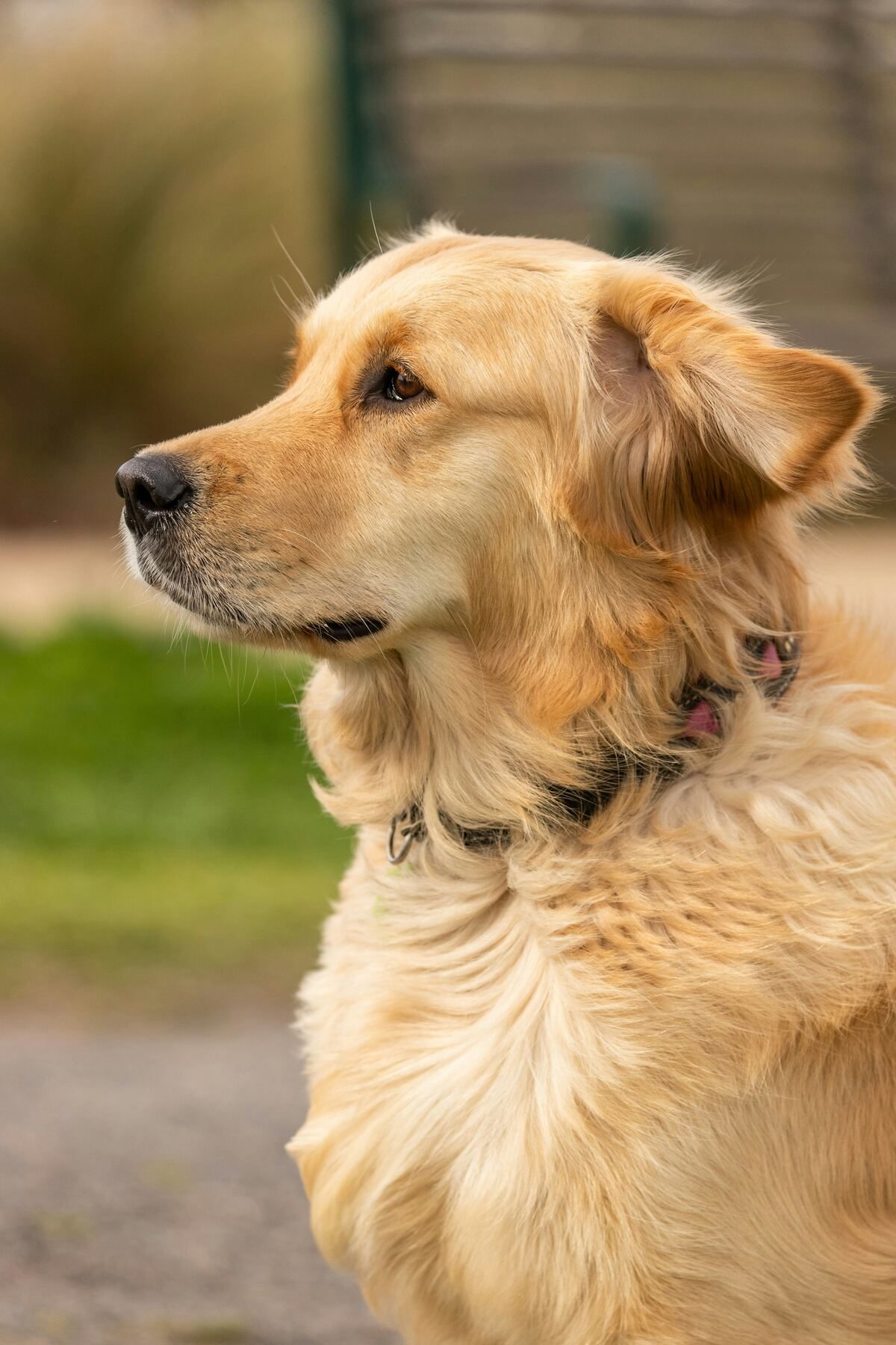 pet insurance - golden retriever with black collar