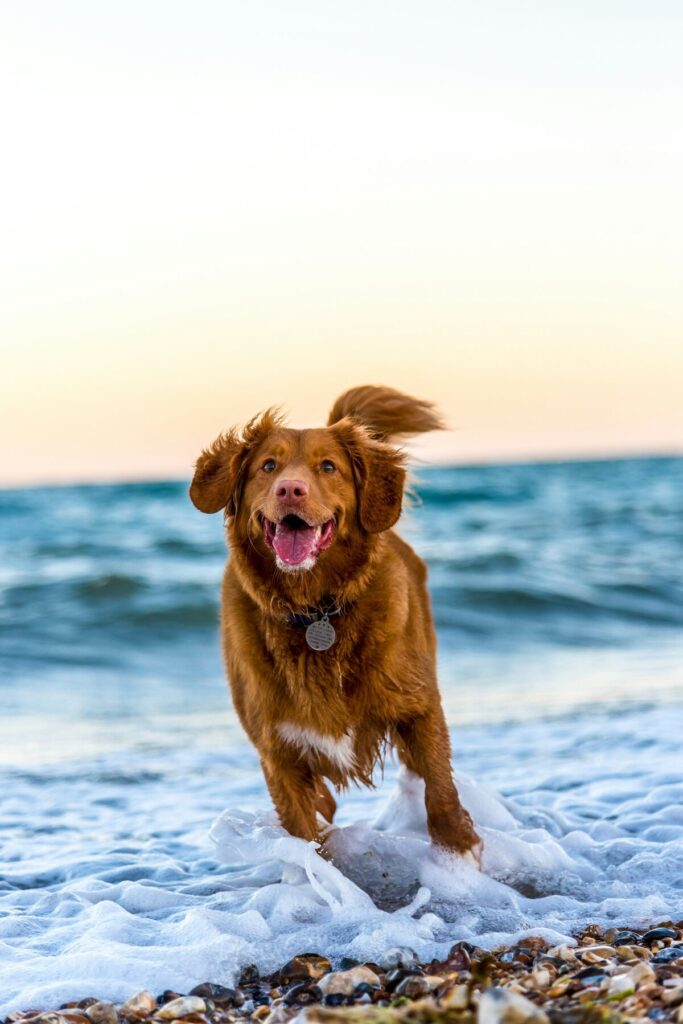 pet insurance - golden retriever running by the sea