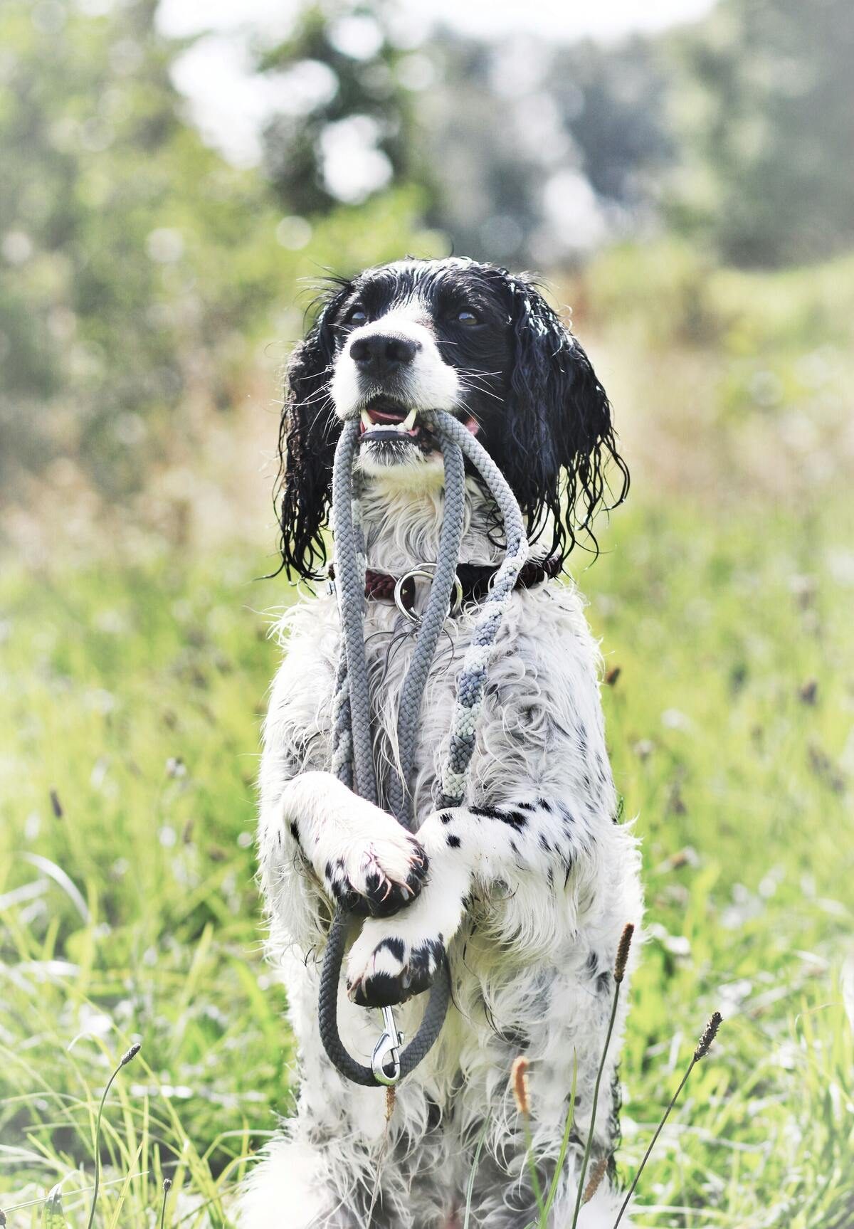 pet insurance - english springer spaniel with its lead in its mouth
