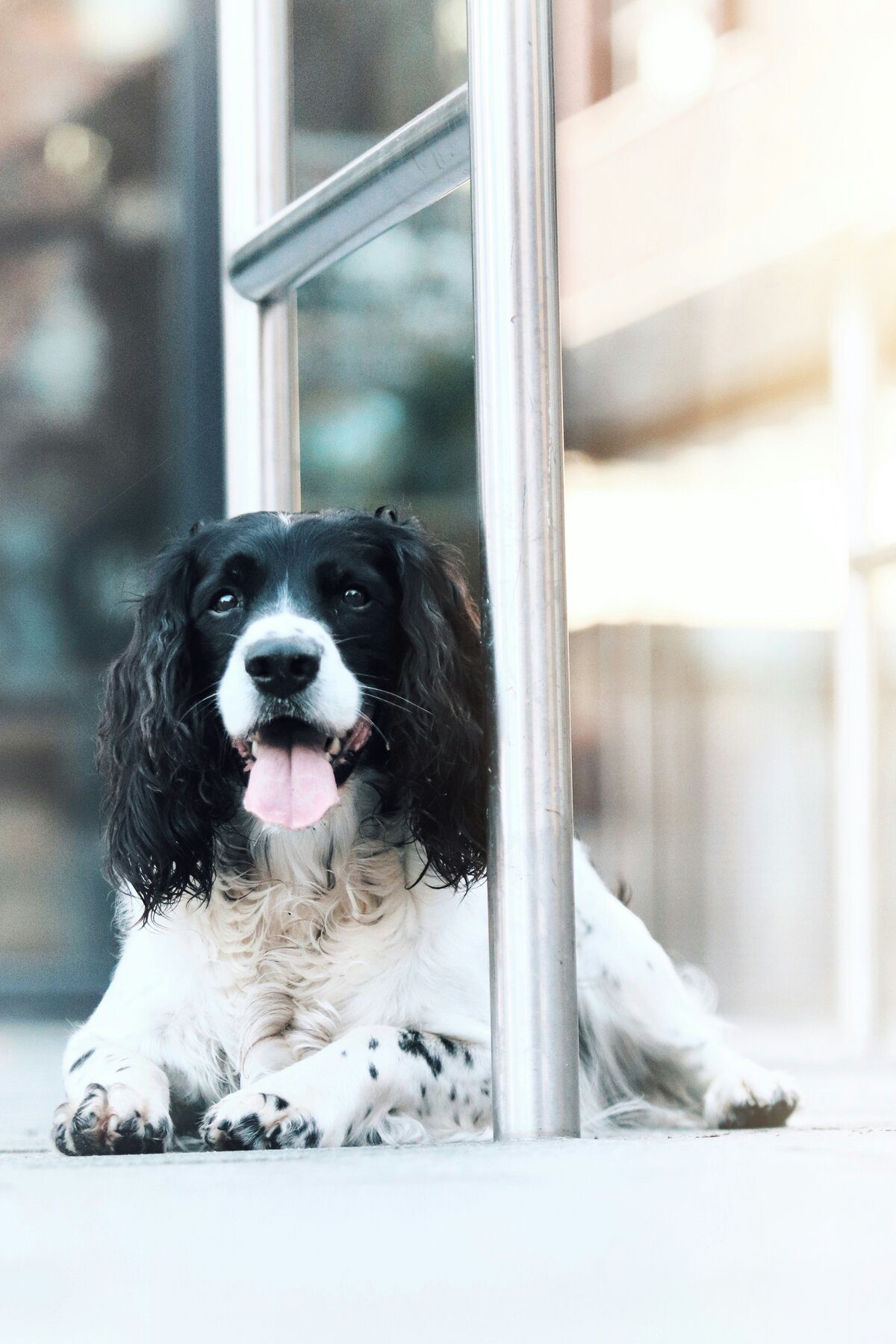 pet insurance - english springer spaniel sat next to metal pole