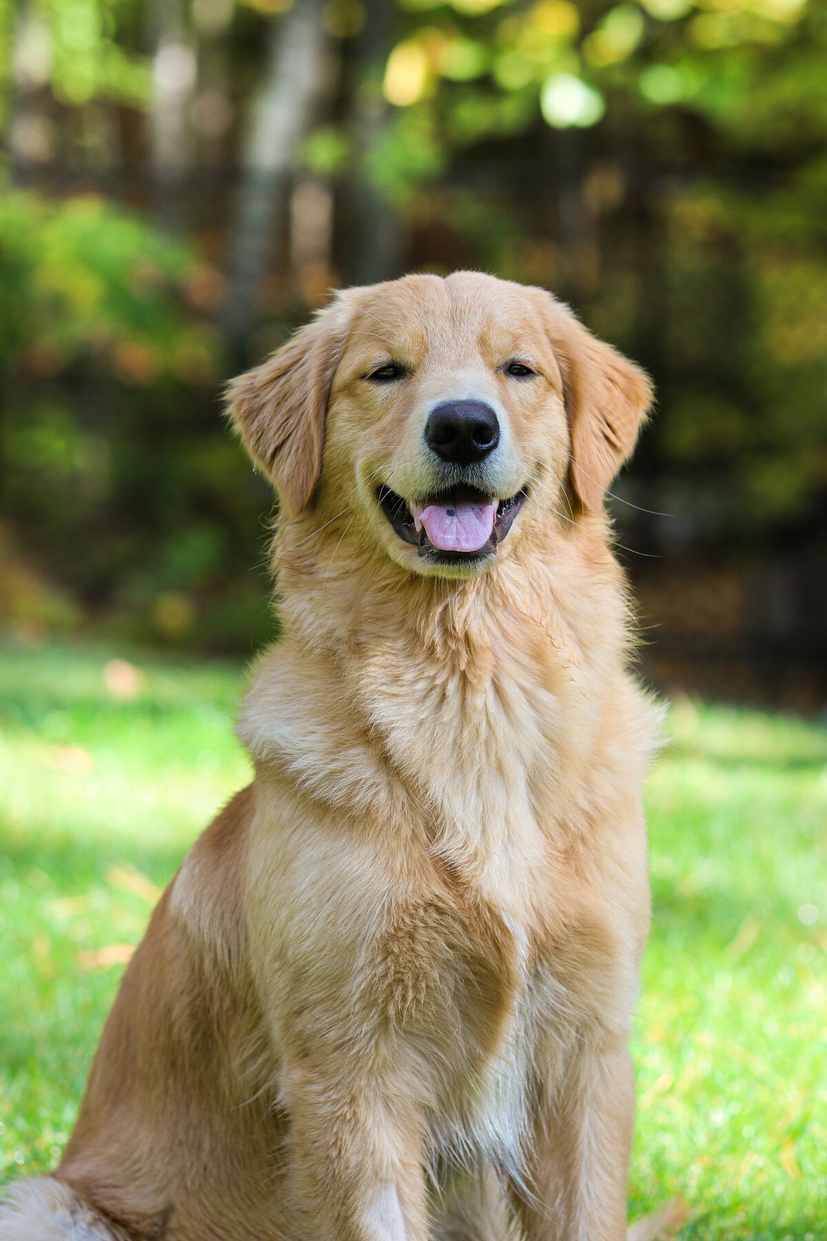 pet insurance - golden retriever sat on grass