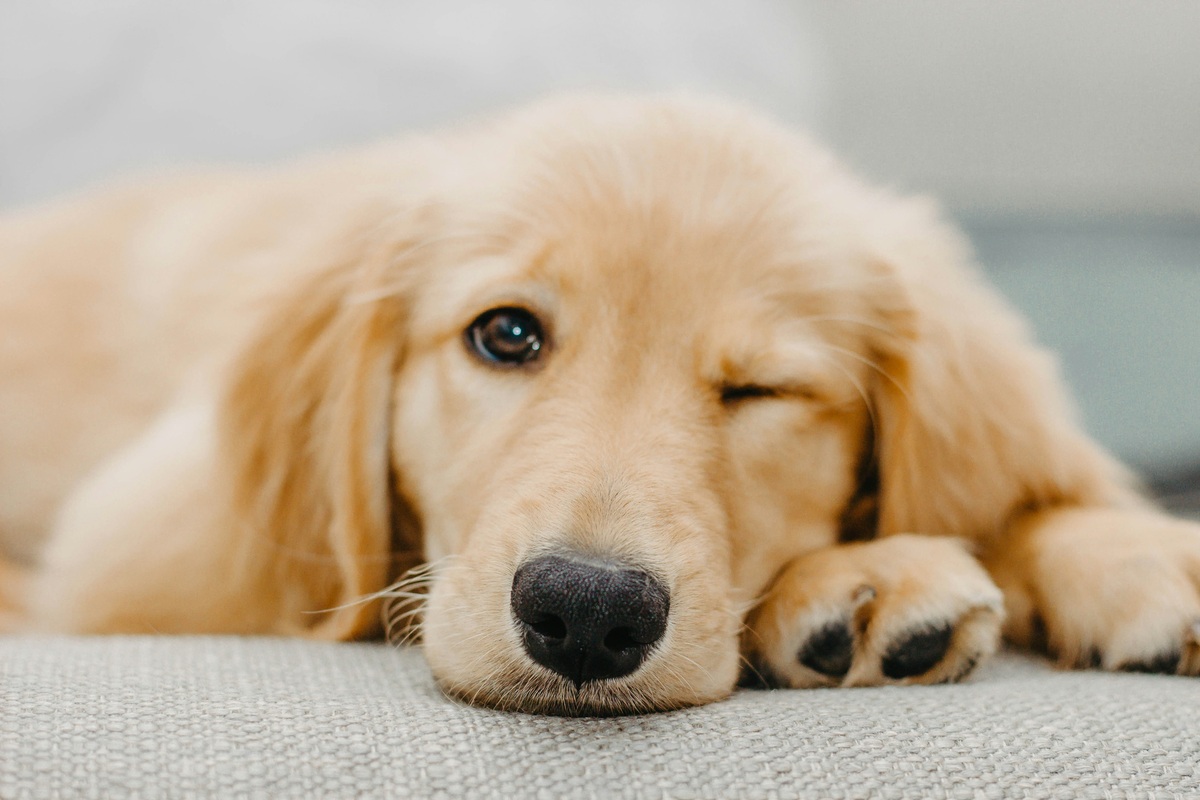 pet insurance - golden retriever laying down with one eye closed