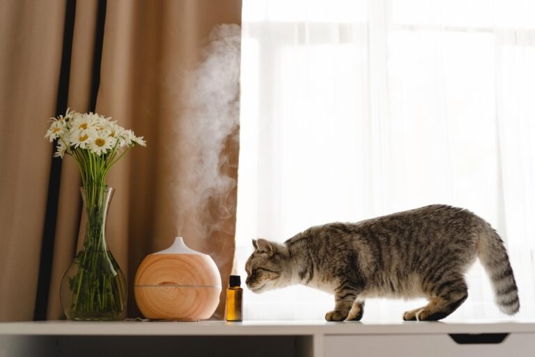 How to Reduce Pet Odours