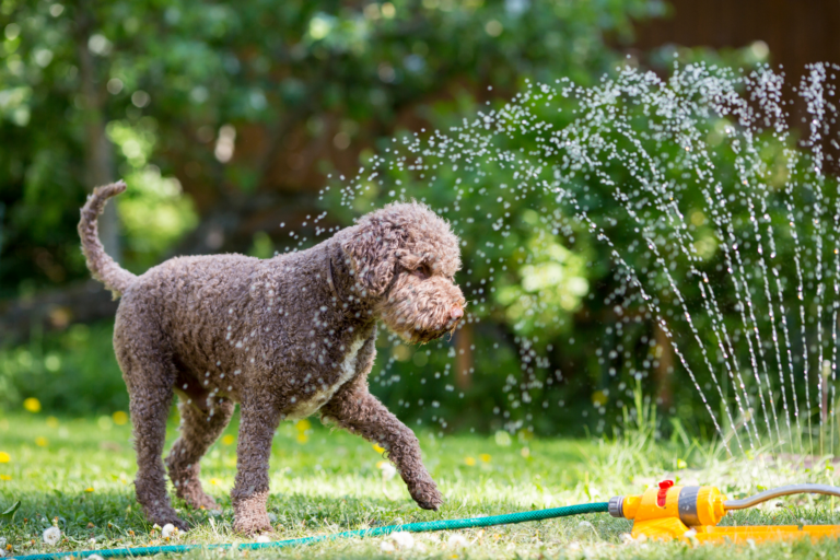 Keeping Pets Cool This Summer: Essential Tips for Hot Weather Safety