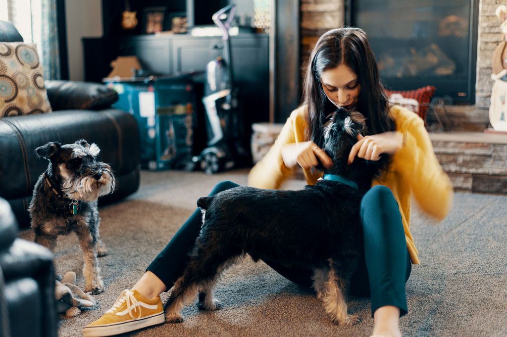 A woman lovingly plays with her schnauzer dogs in a warm living room setting.