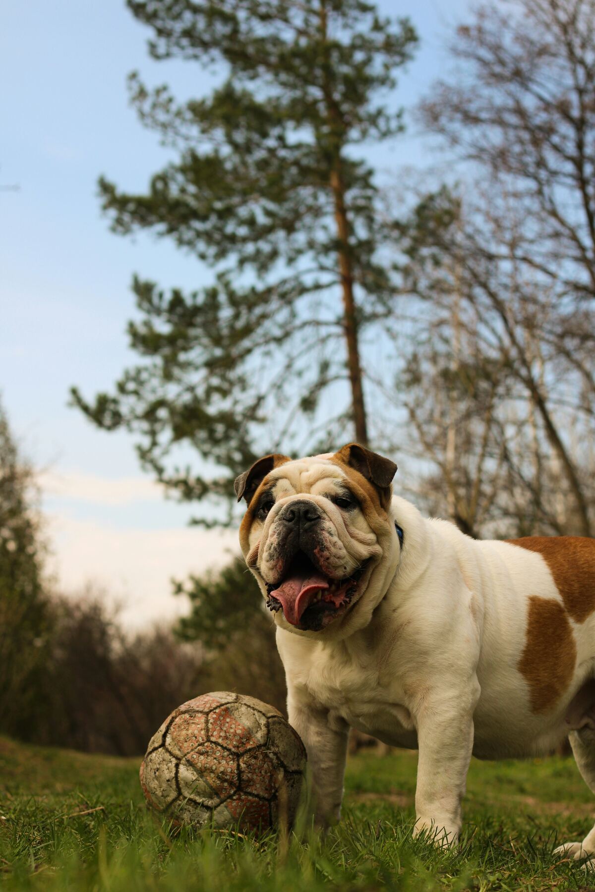 pet insurance - english bulldog with a football in the park