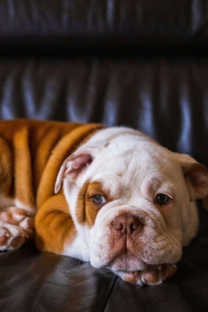 pet insurance - english bulldog laying on sofa