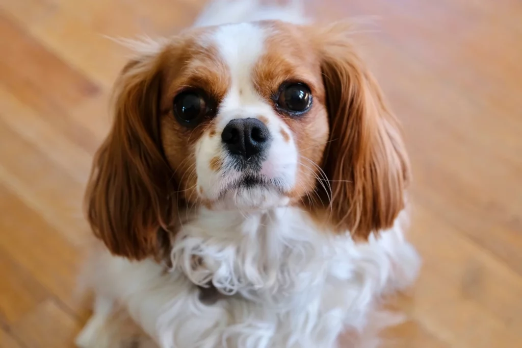 pet insurance - cavalier king charles spaniel