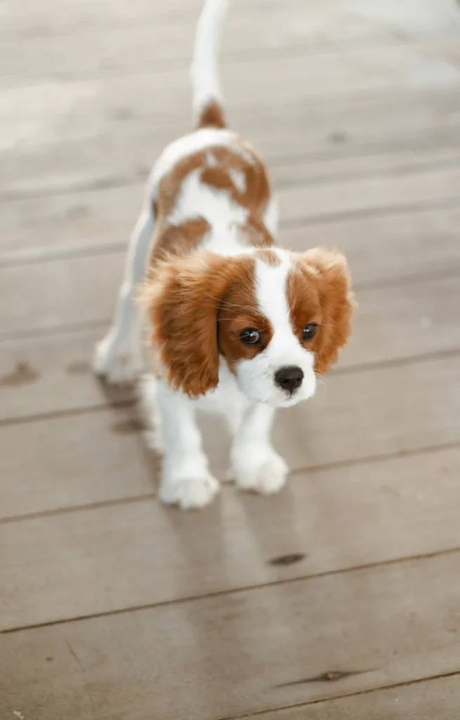 pet insurance - cavalier king charles spaniel stood on wooden floor