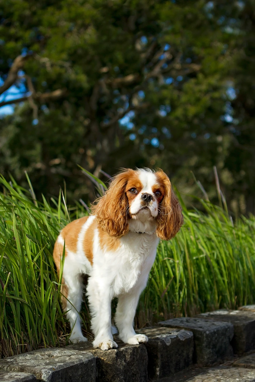 pet insurance - cavalier king charles spaniel standing next to tall grass