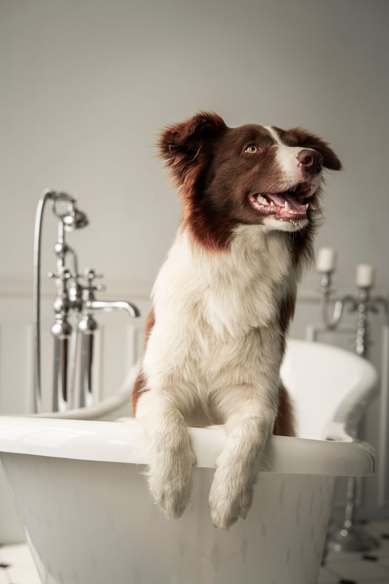 Charming border collie in a white bathtub, captured indoors with a cute expression.