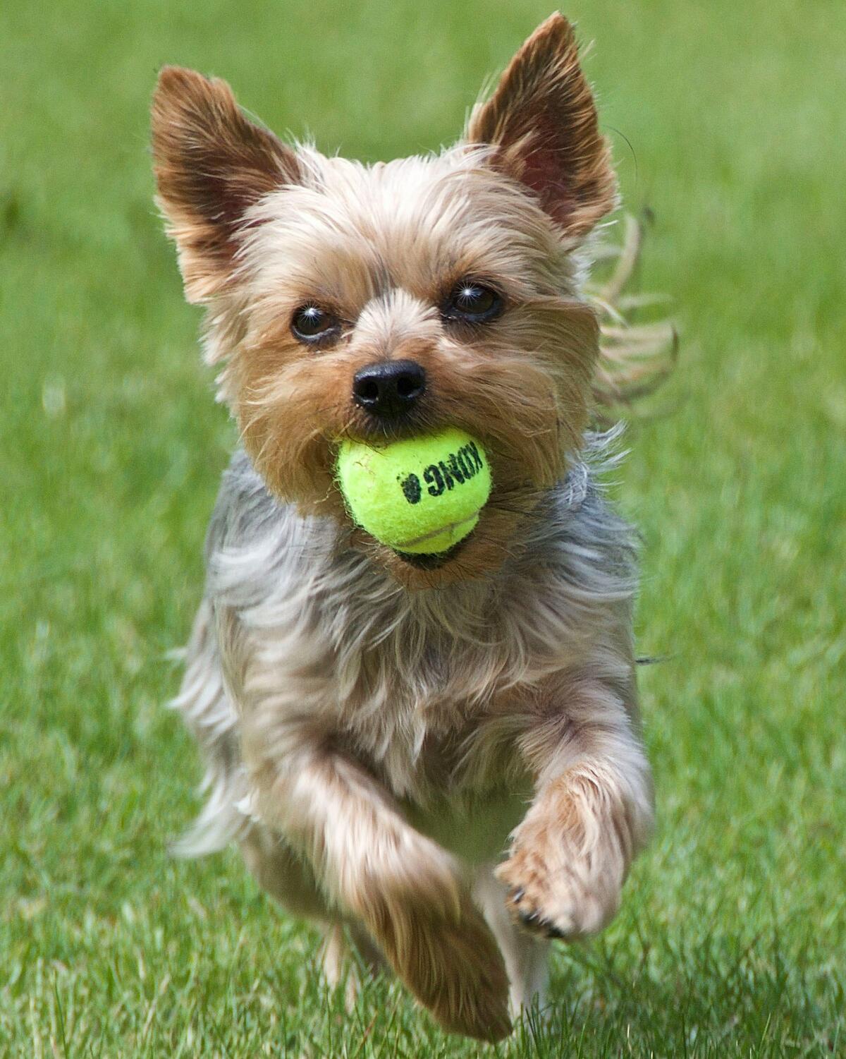 yorkshire terrier pet insurance - yorkshire terrier with a tennis ball in its mouth