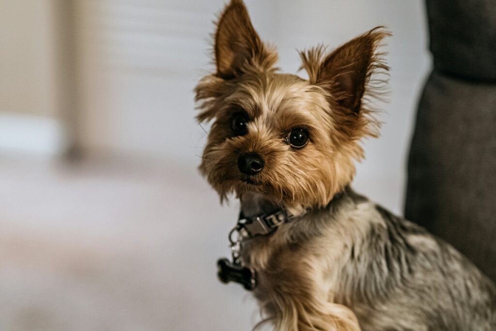 yorkshire terrier insurance - yorkshire terrier side profile