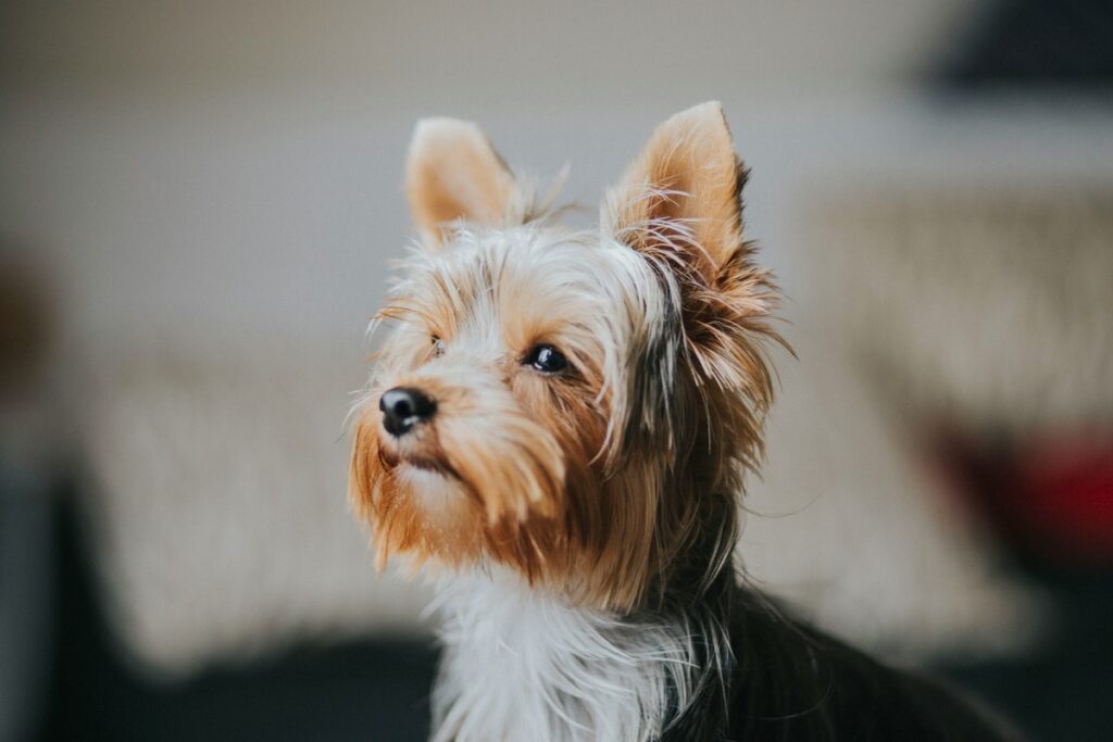 yorkshire terrier dog insurance - yorkshire terrier looking out the window
