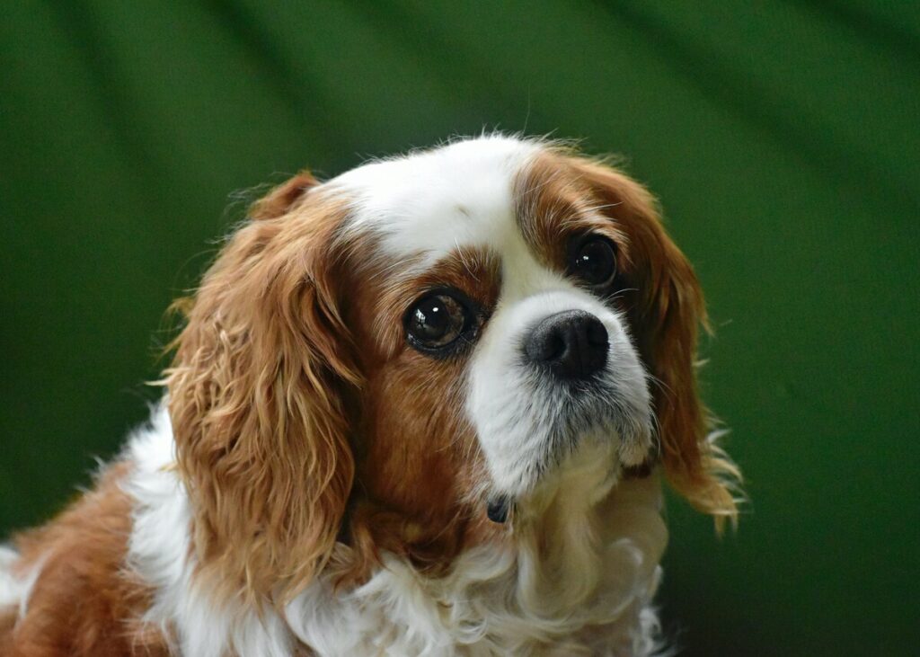 pet insurance - cavalier king charles spaniel against a green background