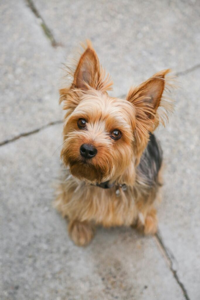 yorkshire terrier pet insurance - yorkshire terrier sat on street path