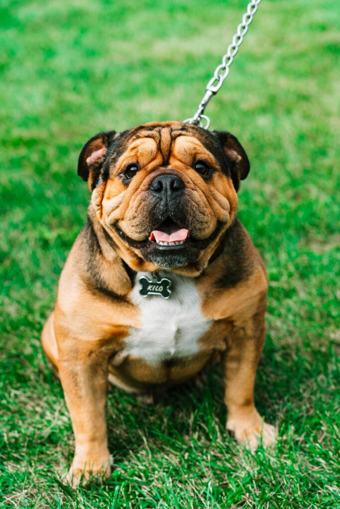 pet insurance - english bulldog on metal chain lead