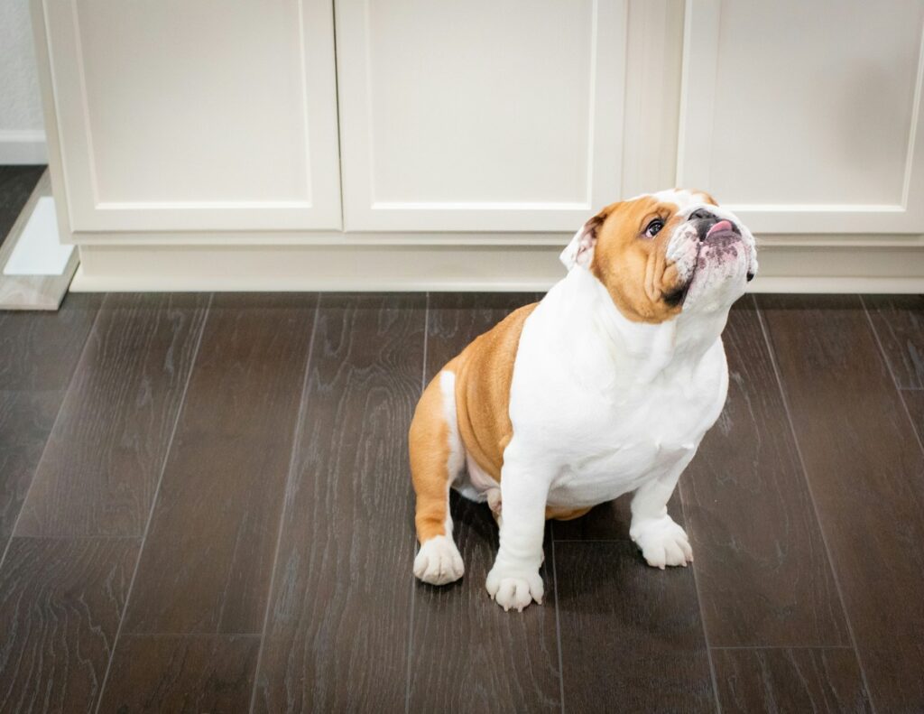 pet insurance - english bulldog sat down on kitchen floor