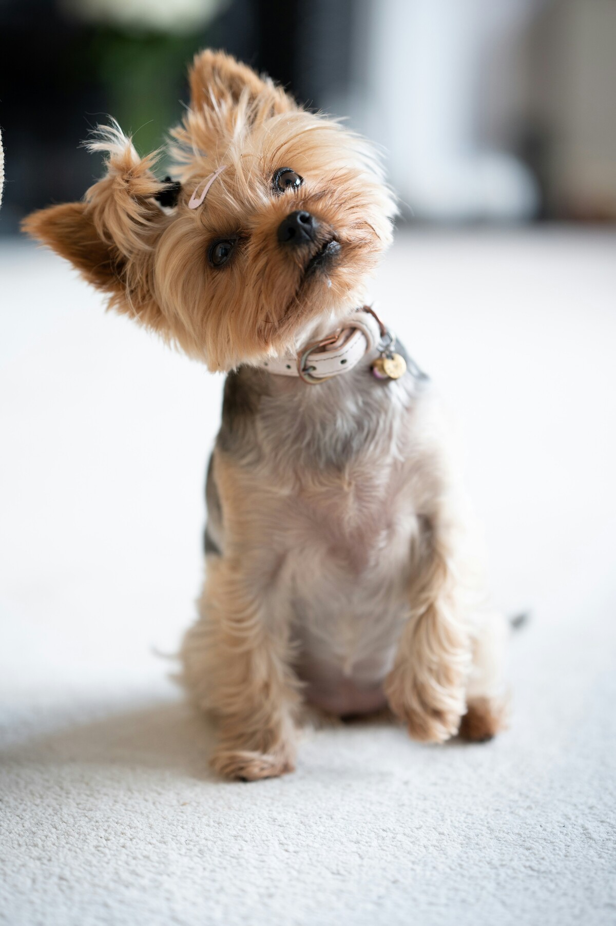 yorkshire terrier insurance - yorkshire terrier looking upwards