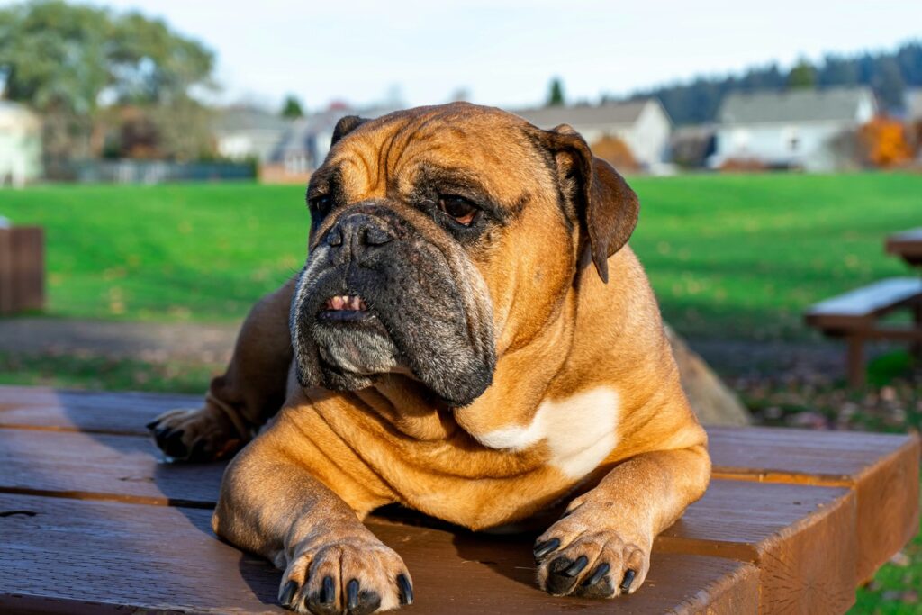 pet insurance - english bulldog laying on wooden park bench
