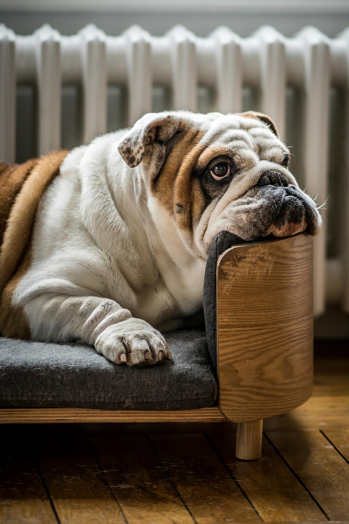 pet insurance - english bulldog head rested on pillow