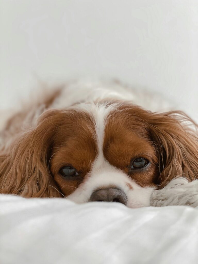 pet insurance - cavalier king charles spaniel laying on bed