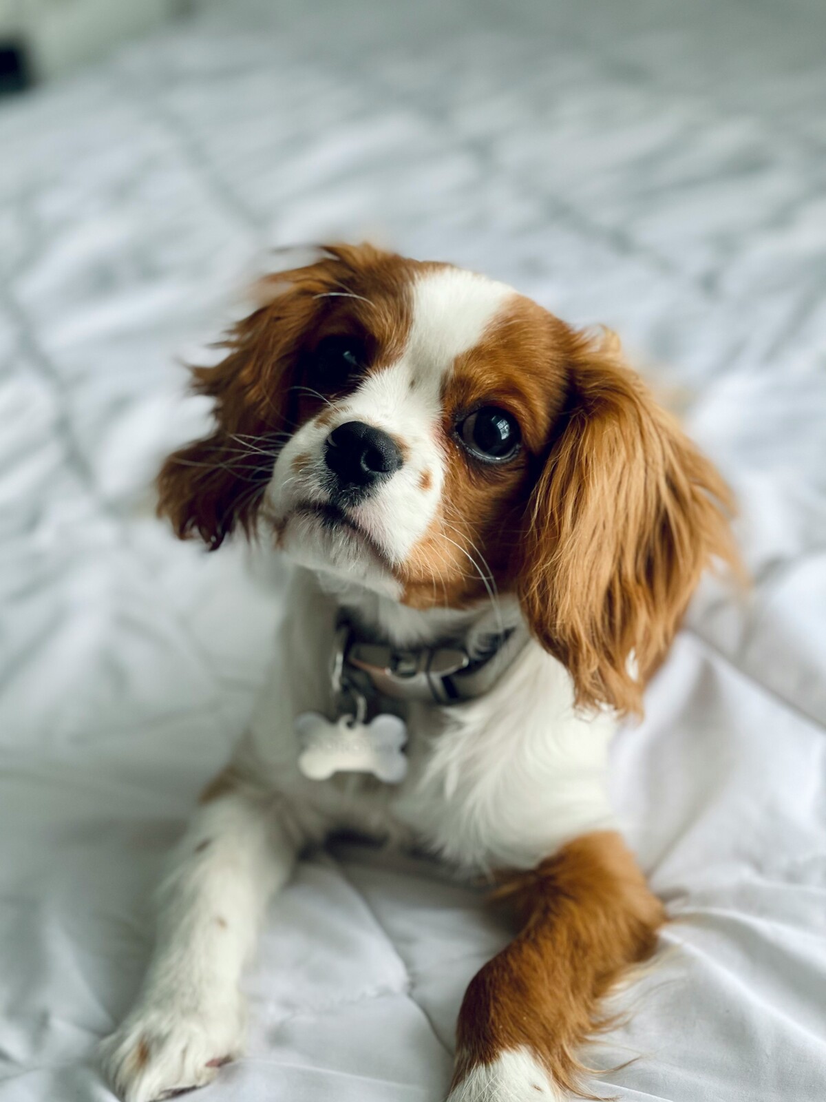 pet insurance - cavalier king charles spaniel lying on blanket