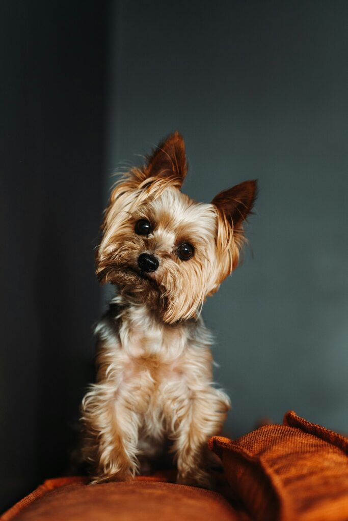 yorkshire terrier dog insurance - yorkshire terrier tilting its head