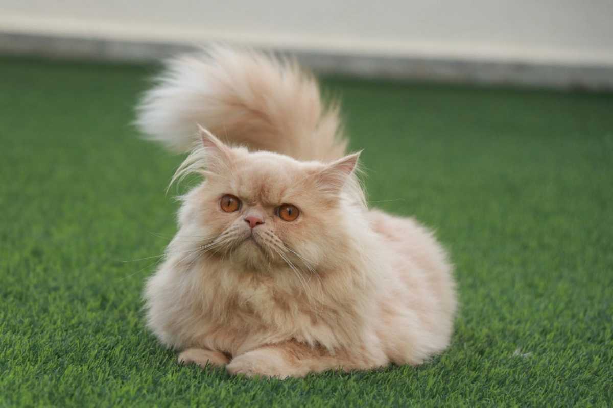 ginger persian cat lying on grass - persian cat insurance