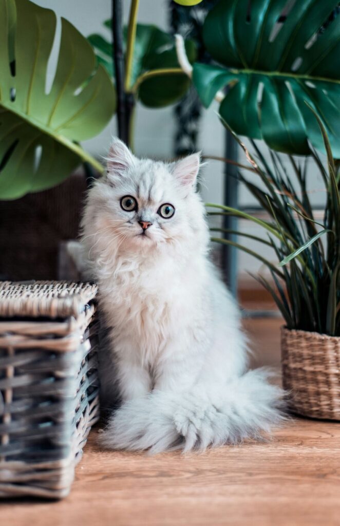 white persian cat stood in front of a plant - persian cat insurance