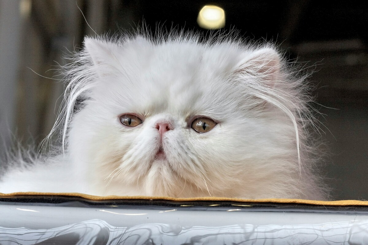 white persian cat resting its head on a table - persian cat insurance